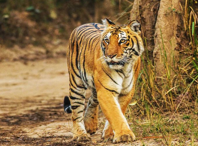 Best Travel Company in India