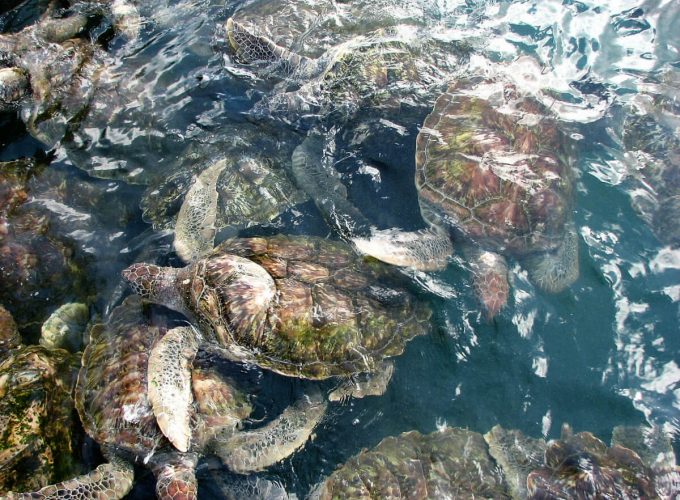 Best Travel Company in India