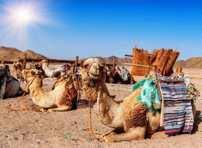 Best Travel Company in India